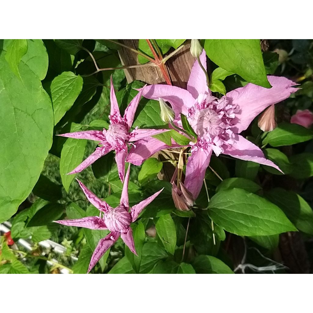 Clématite - Clematis Multi Pink