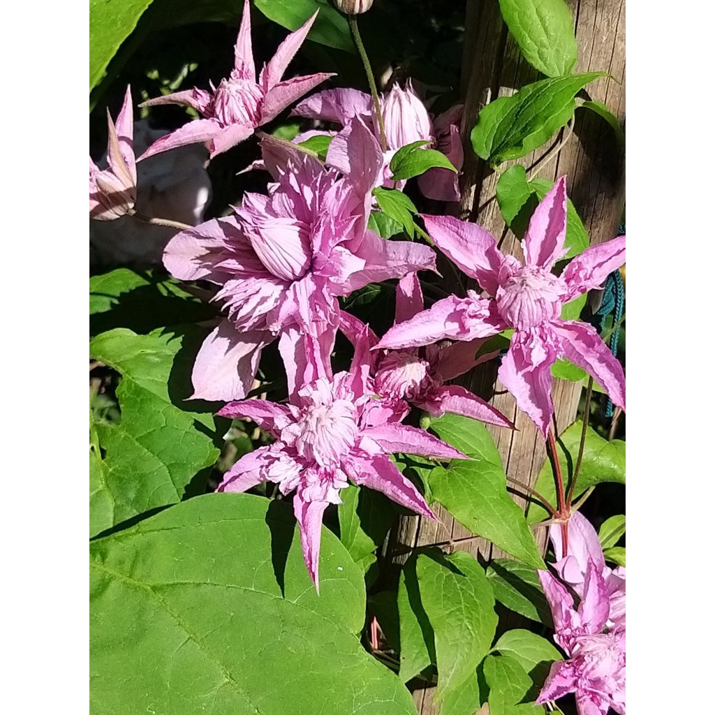 Clématite - Clematis Multi Pink