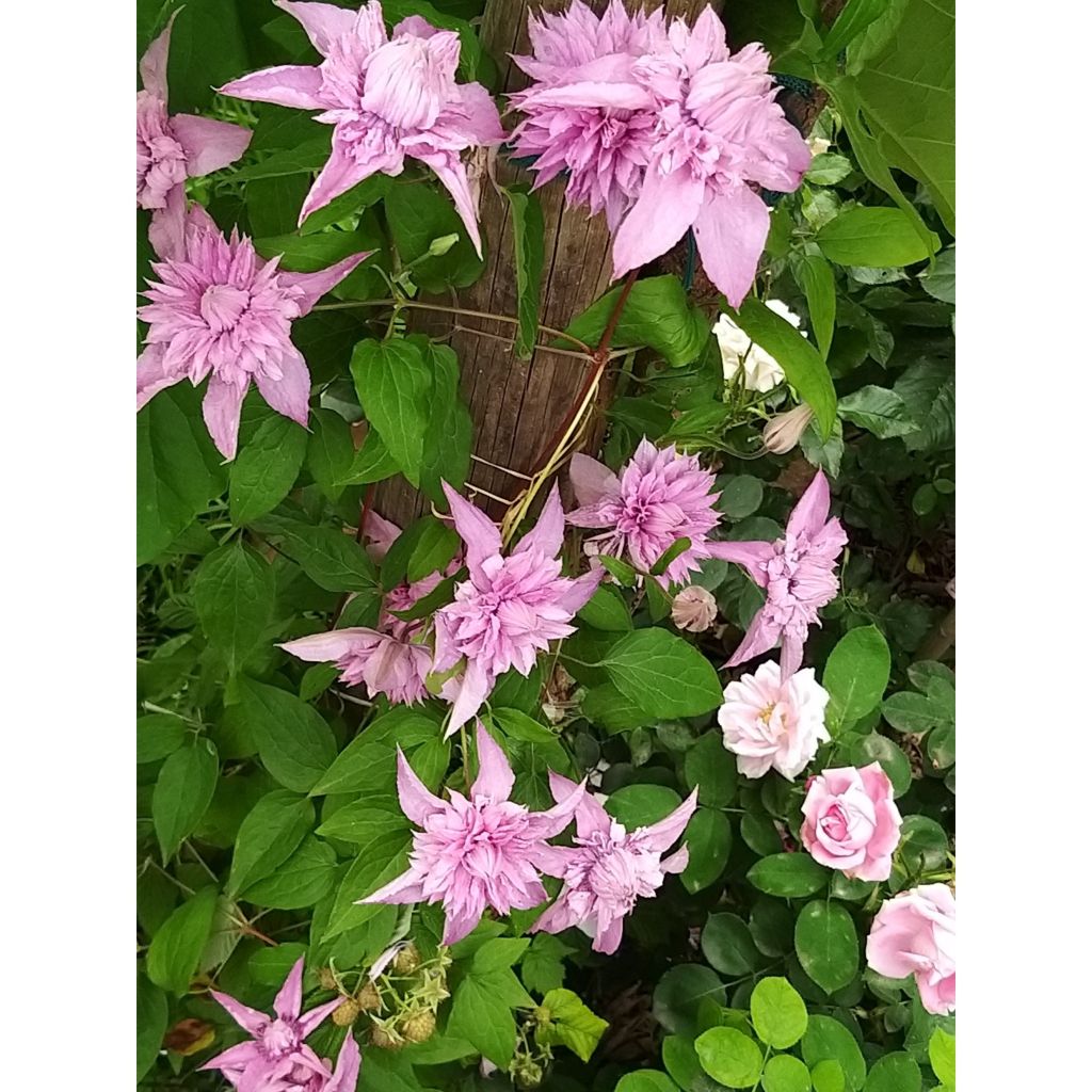 Clématite - Clematis Multi Pink