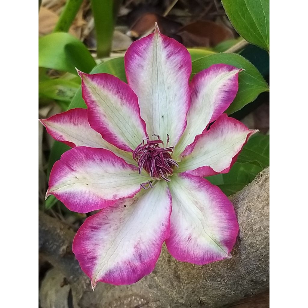 Clématite - Clematis Picotee