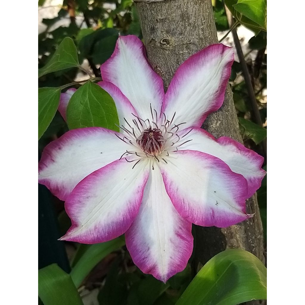 Clématite - Clematis Picotee