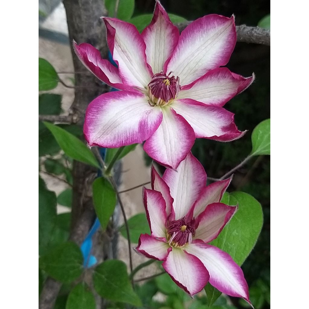 Clématite - Clematis Picotee