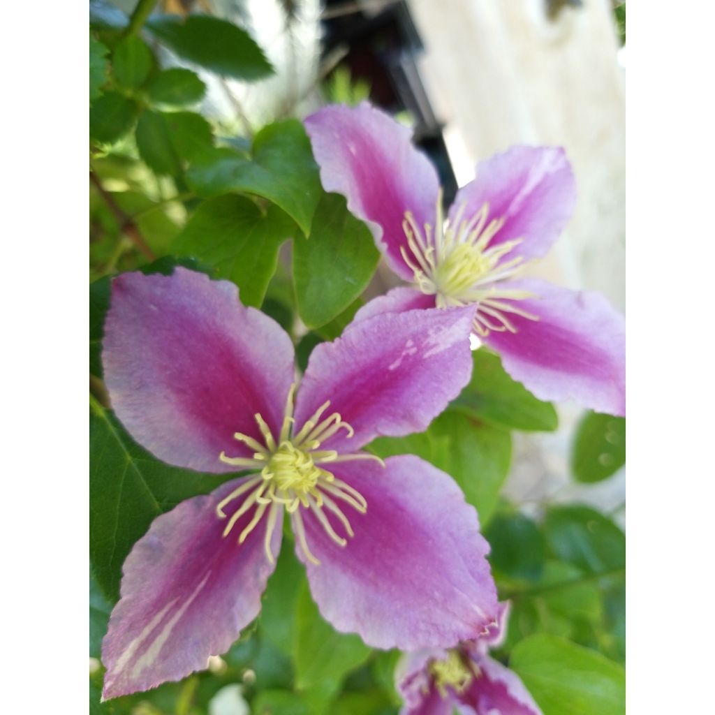 Clématite - Clematis Piilu