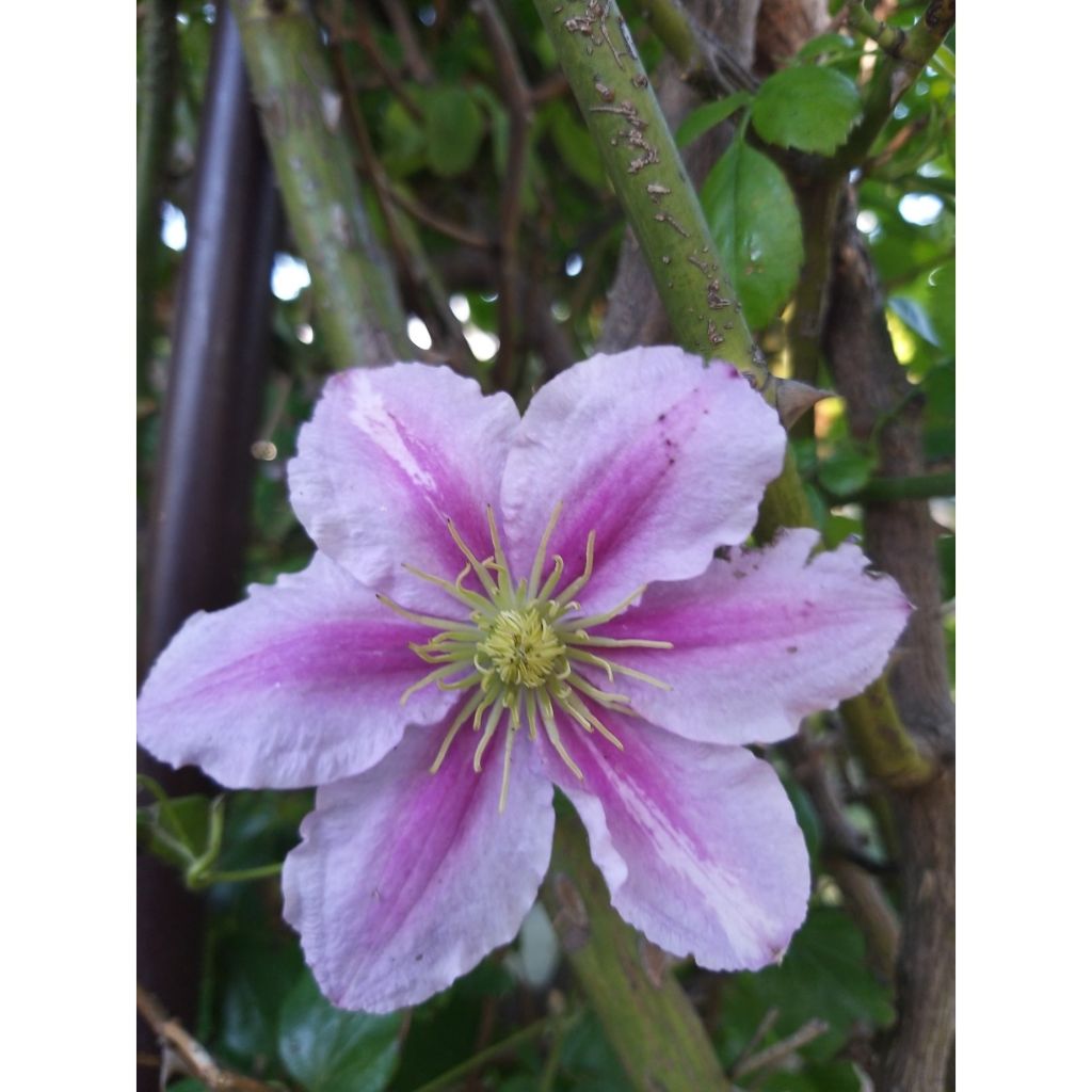 Clématite - Clematis Piilu