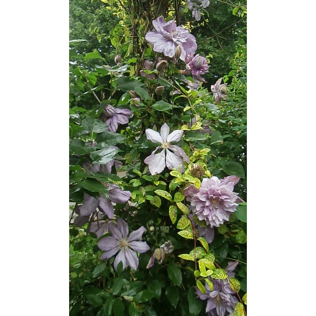 Clématite - Clematis Proteus