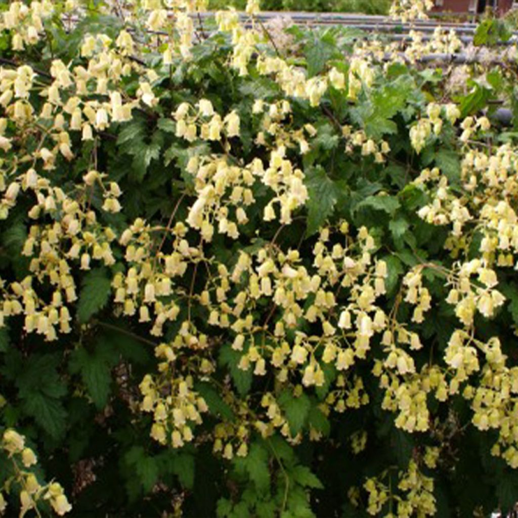 Clématite - Clematis rehderiana