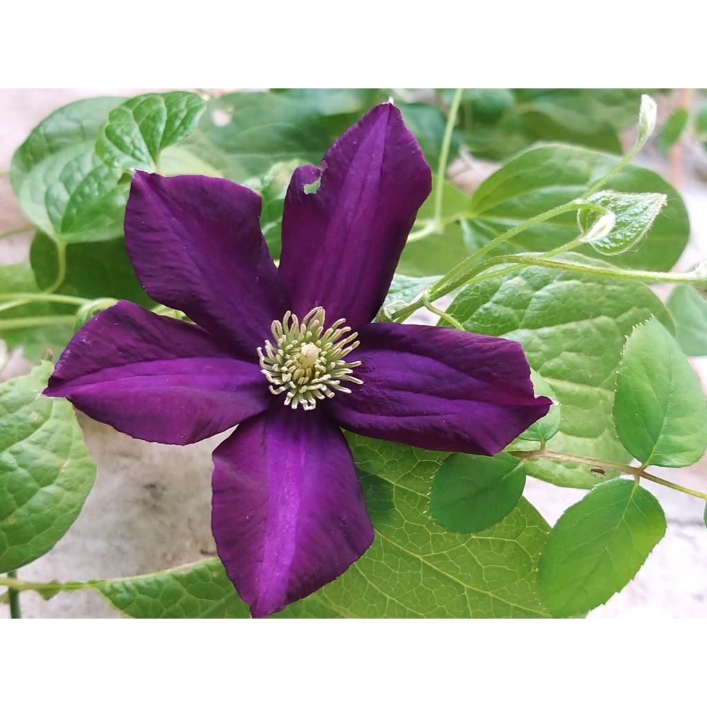 Clématite - Clematis Romantika