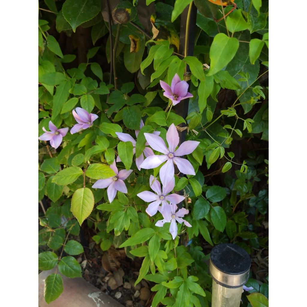 Clématite - Clematis Sugar Sweet (Scented Clem)