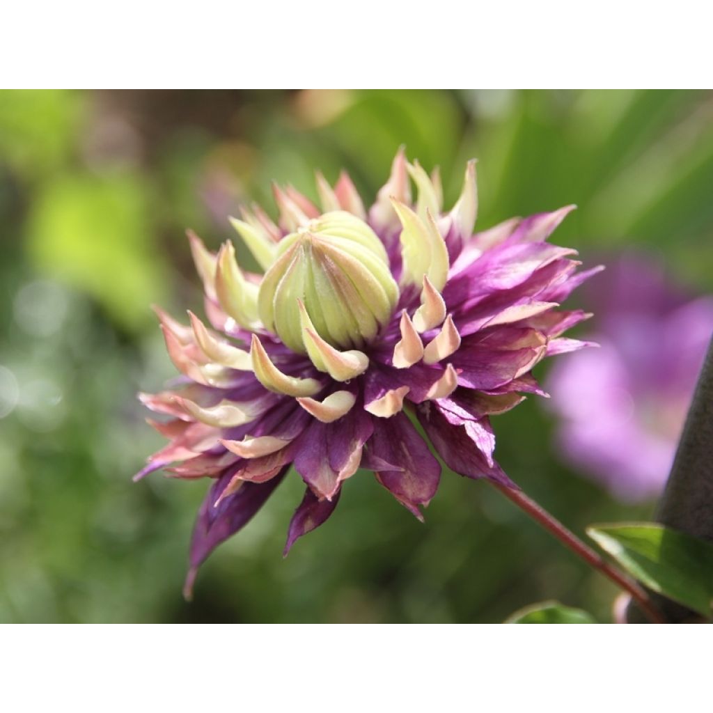 Clématite - Clematis Taiga 