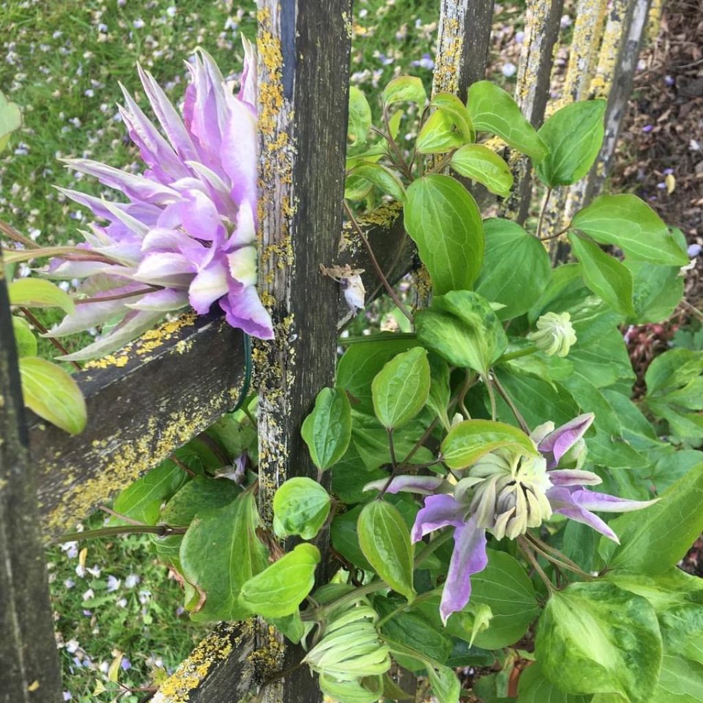 Clématite - Clematis Teshio