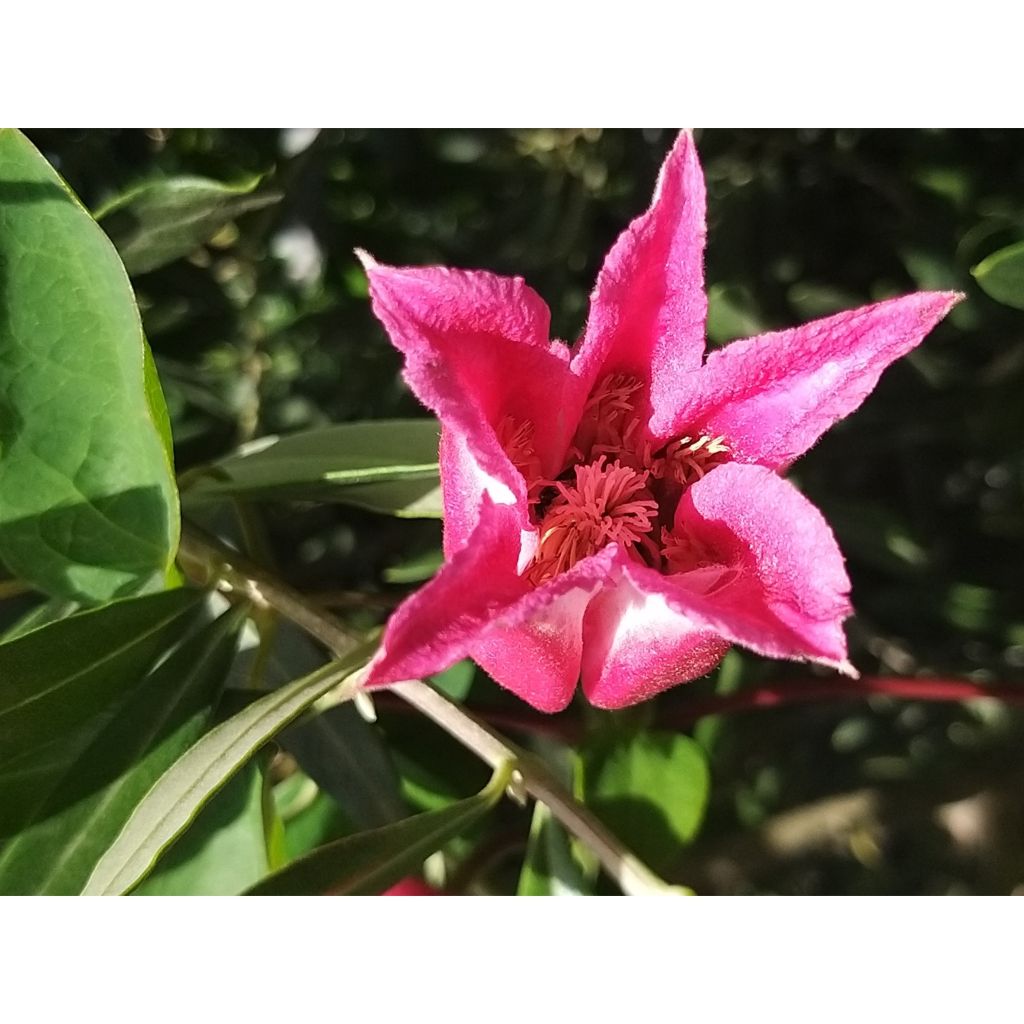 Clématite - Clematis texensis Queen Maxima