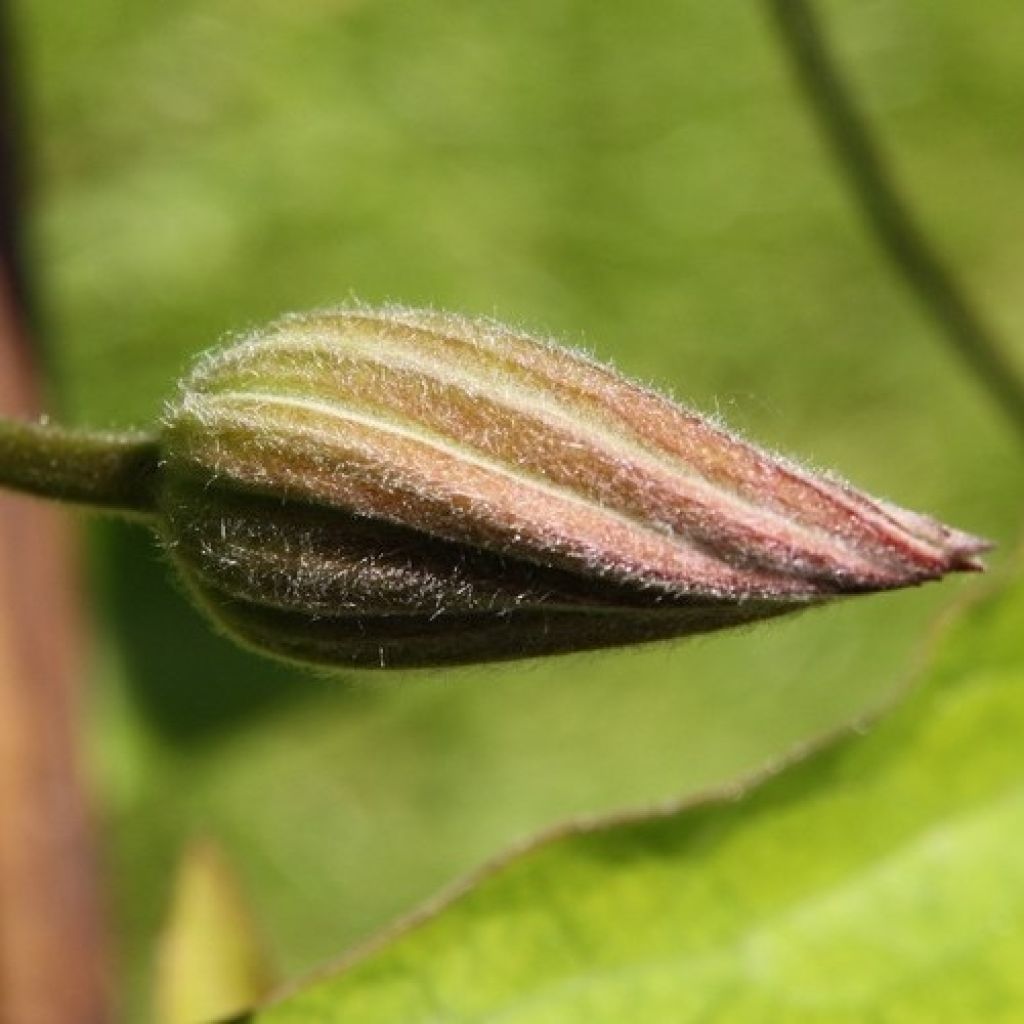 Clématite - Clematis The President