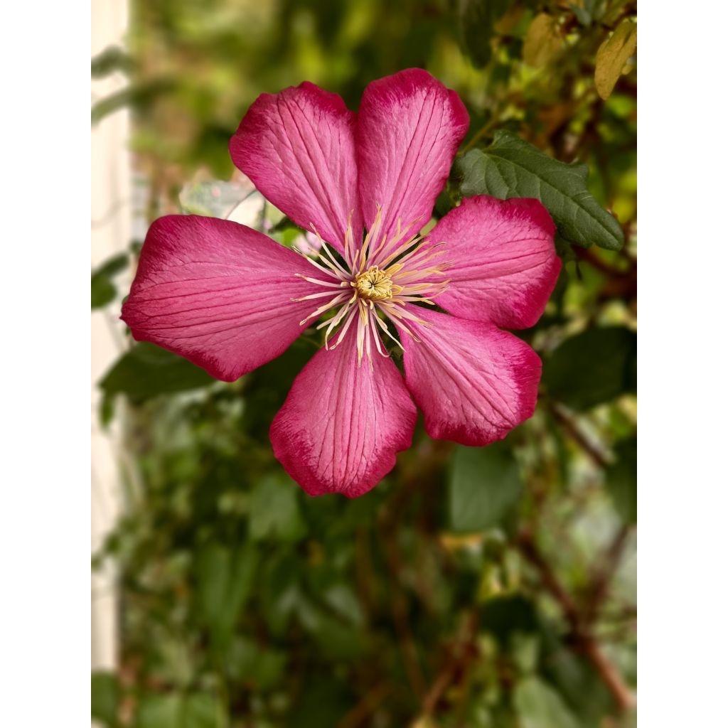 Clématite - Clematis Ville de Lyon 