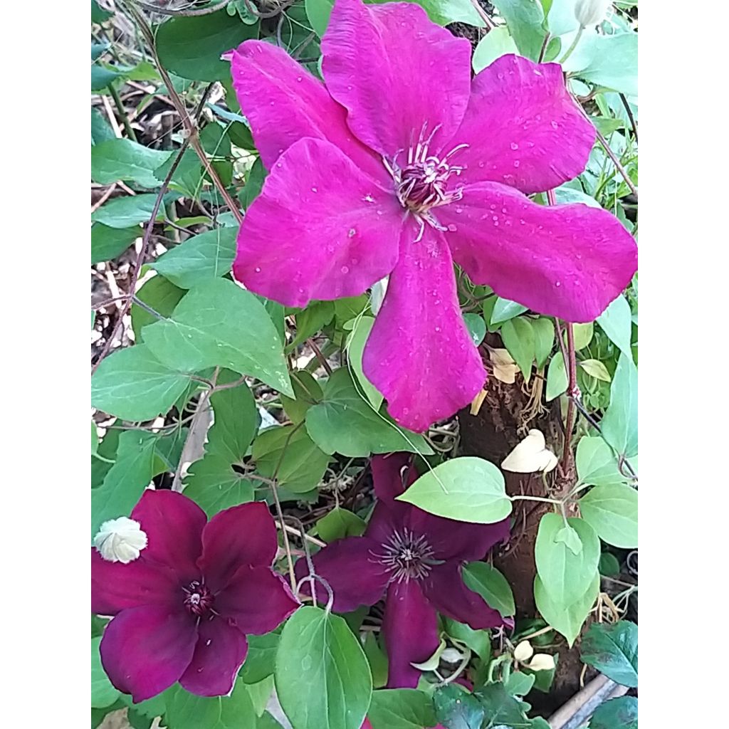 Clématite - Clematis Westerplatte