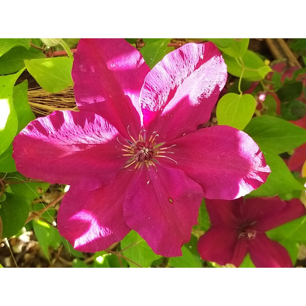 Clématite - Clematis Westerplatte