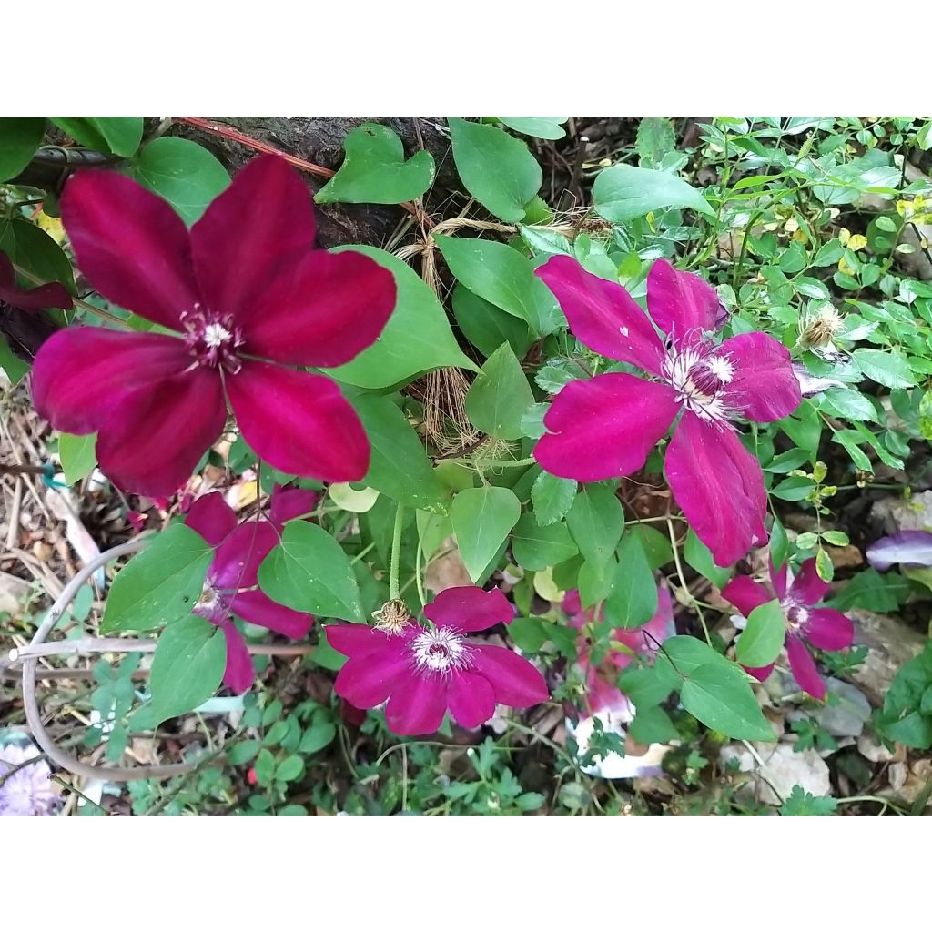 Clématite - Clematis Westerplatte