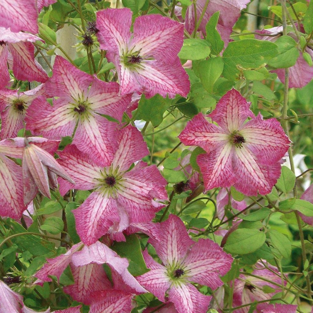 Clématite - Clematis I am Happy