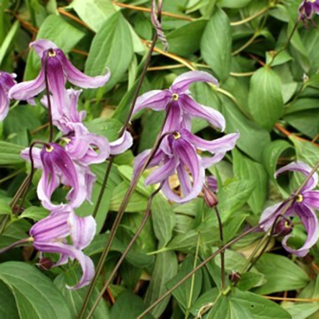 Clématite - Clematis integrifolia Rosea