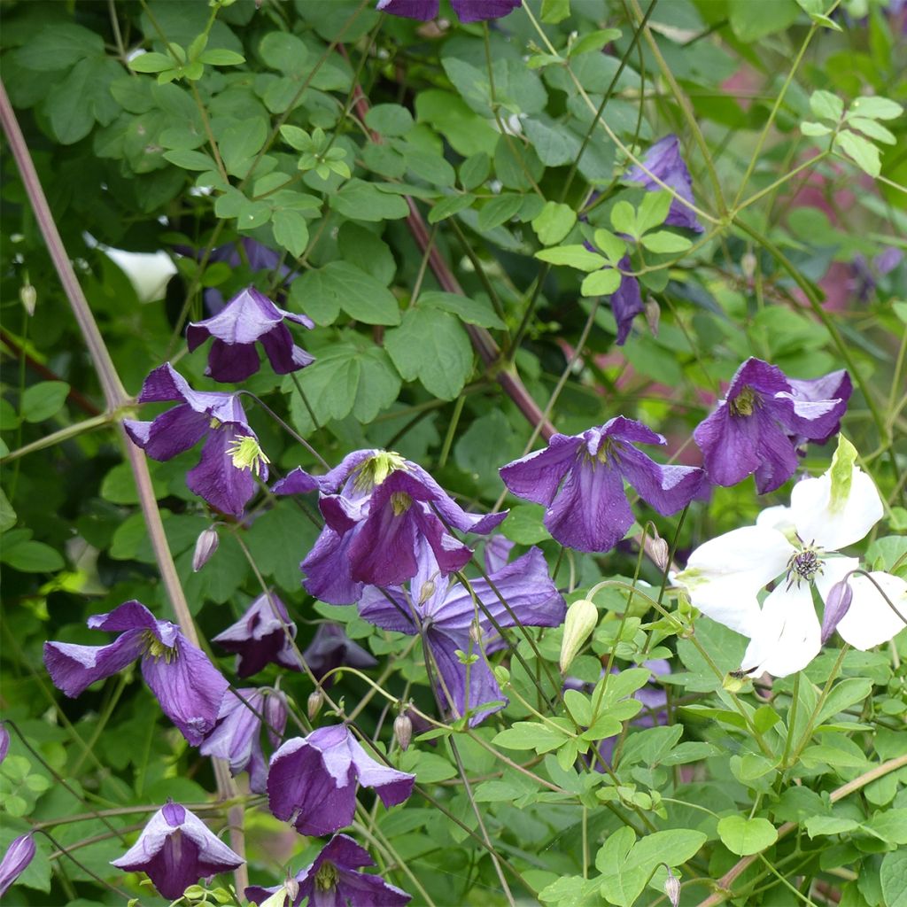 Clématite italienne - Clematis viticella