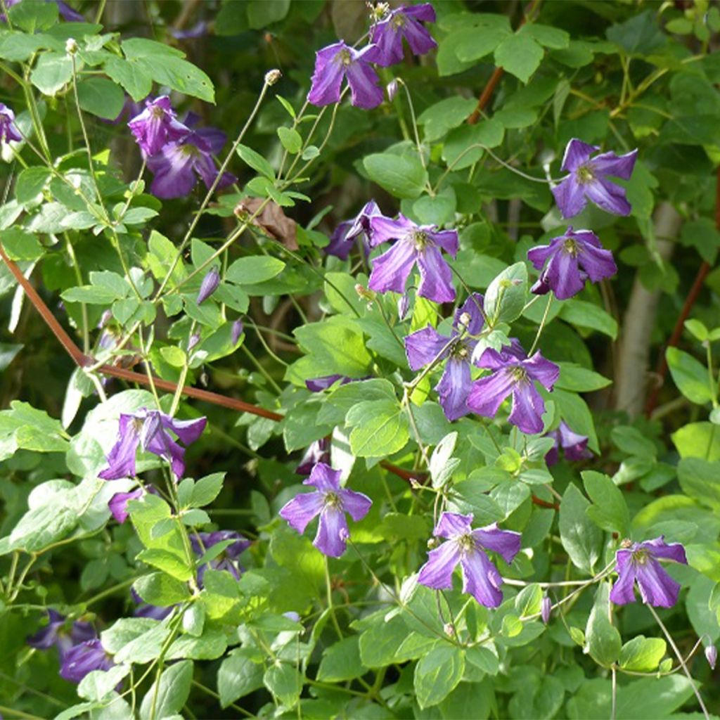 Clématite italienne - Clematis viticella