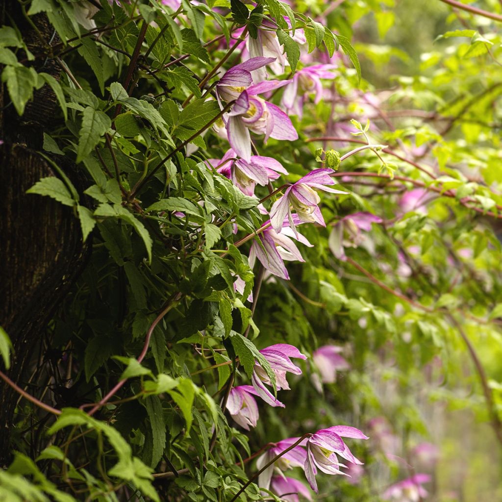 Clématite macropetala - Clematis macropetala Willy