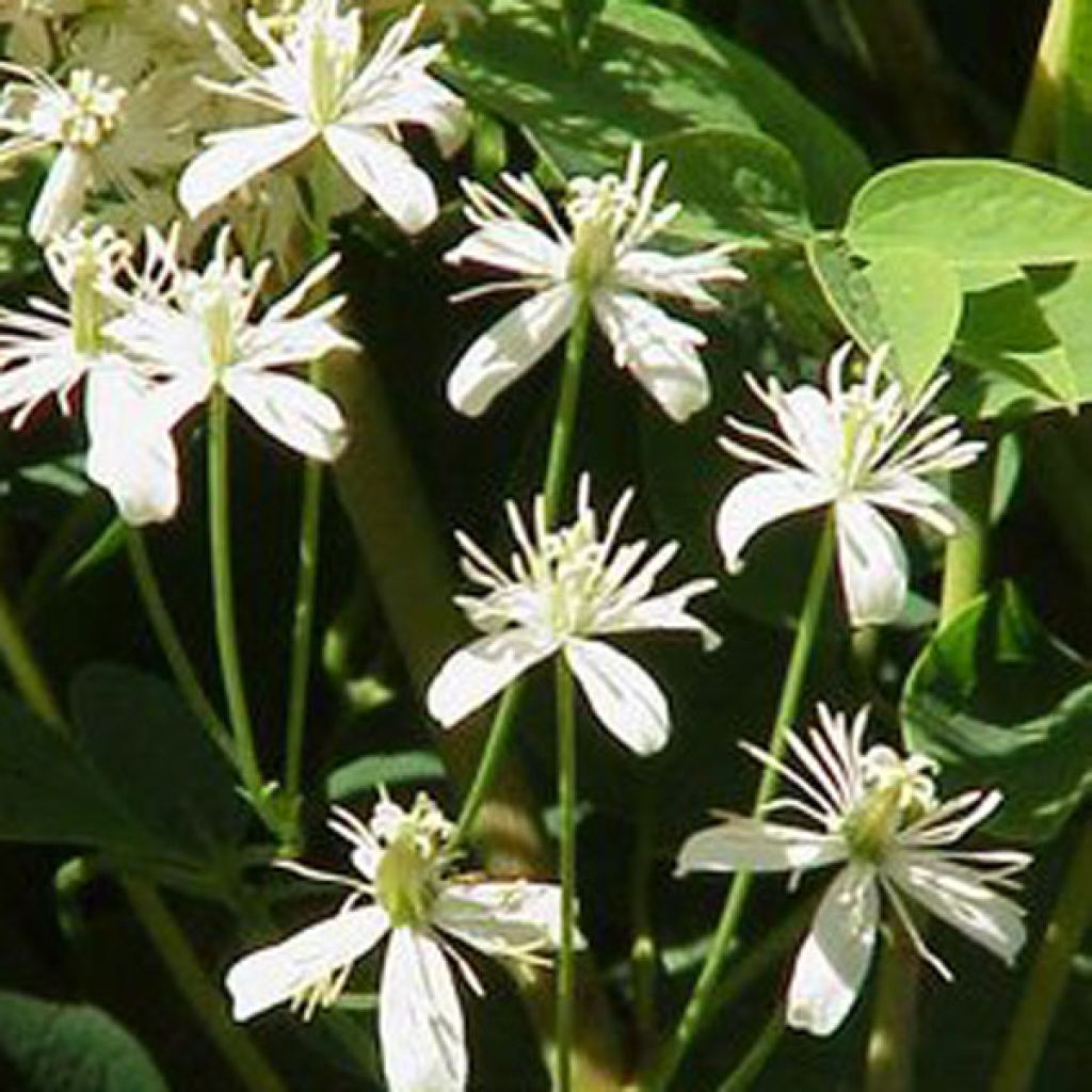 Clématite Herbacée Recta Purpurea