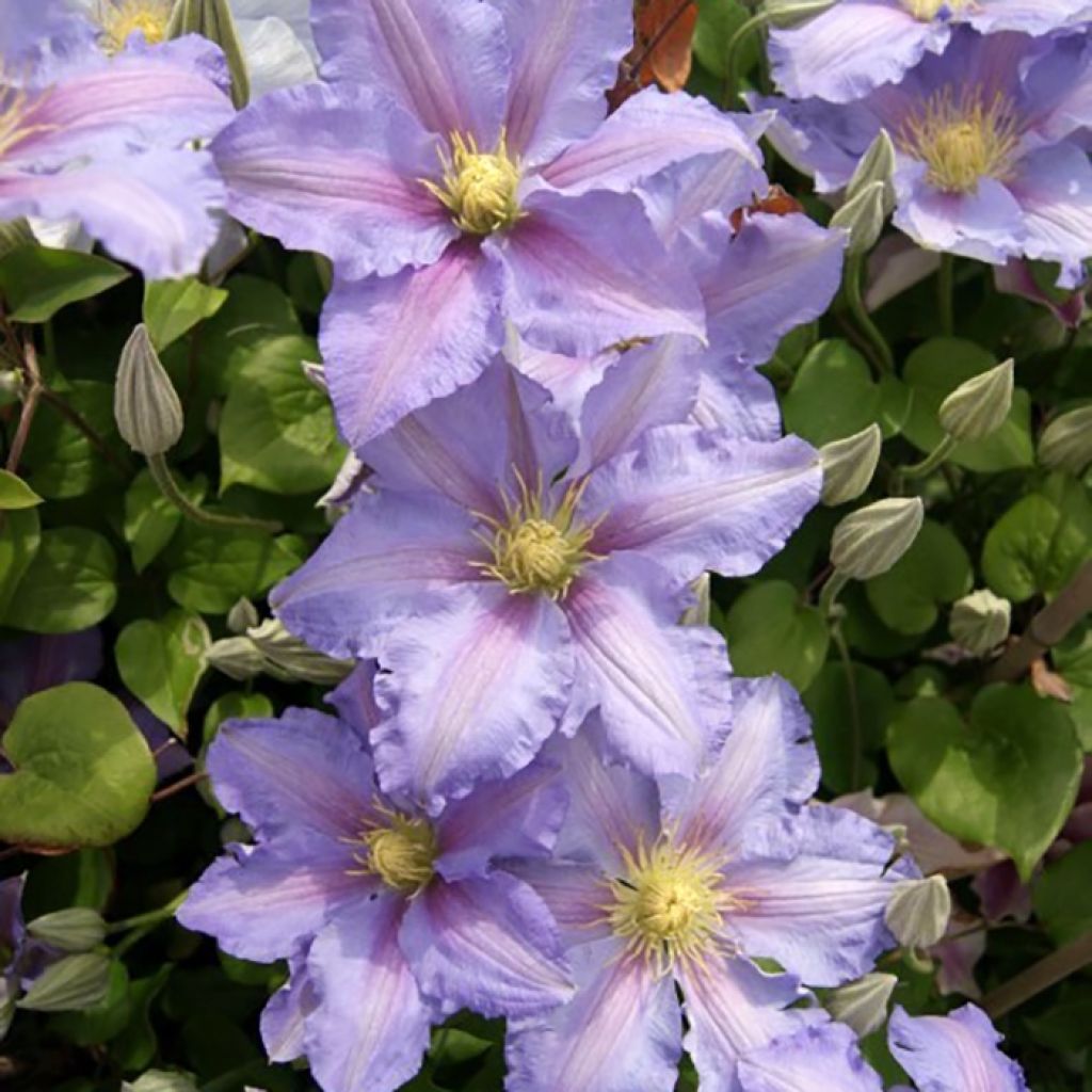 Clématite - Clematis patens Spotlight