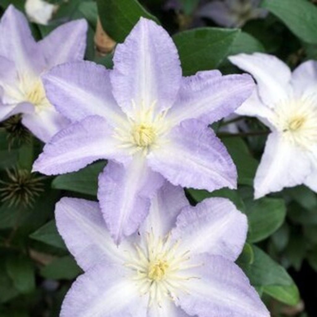 Clématite - Clematis patens Spotlight