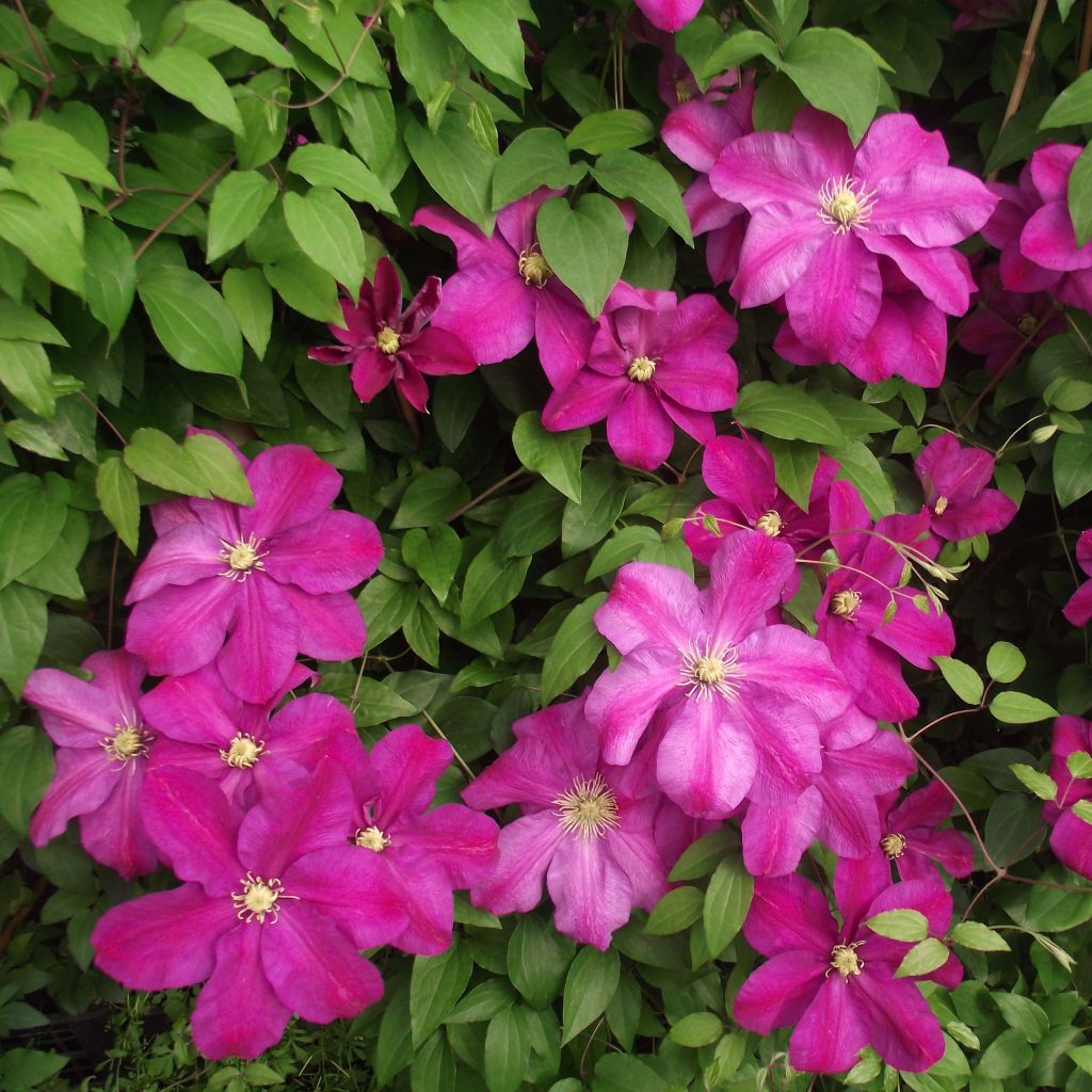 Clématite - Clematis Sunset