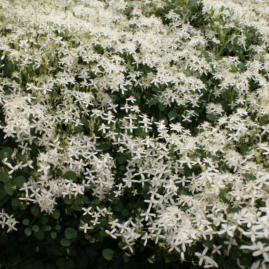 Clématite terniflora - Clématis - Clématite d'automne