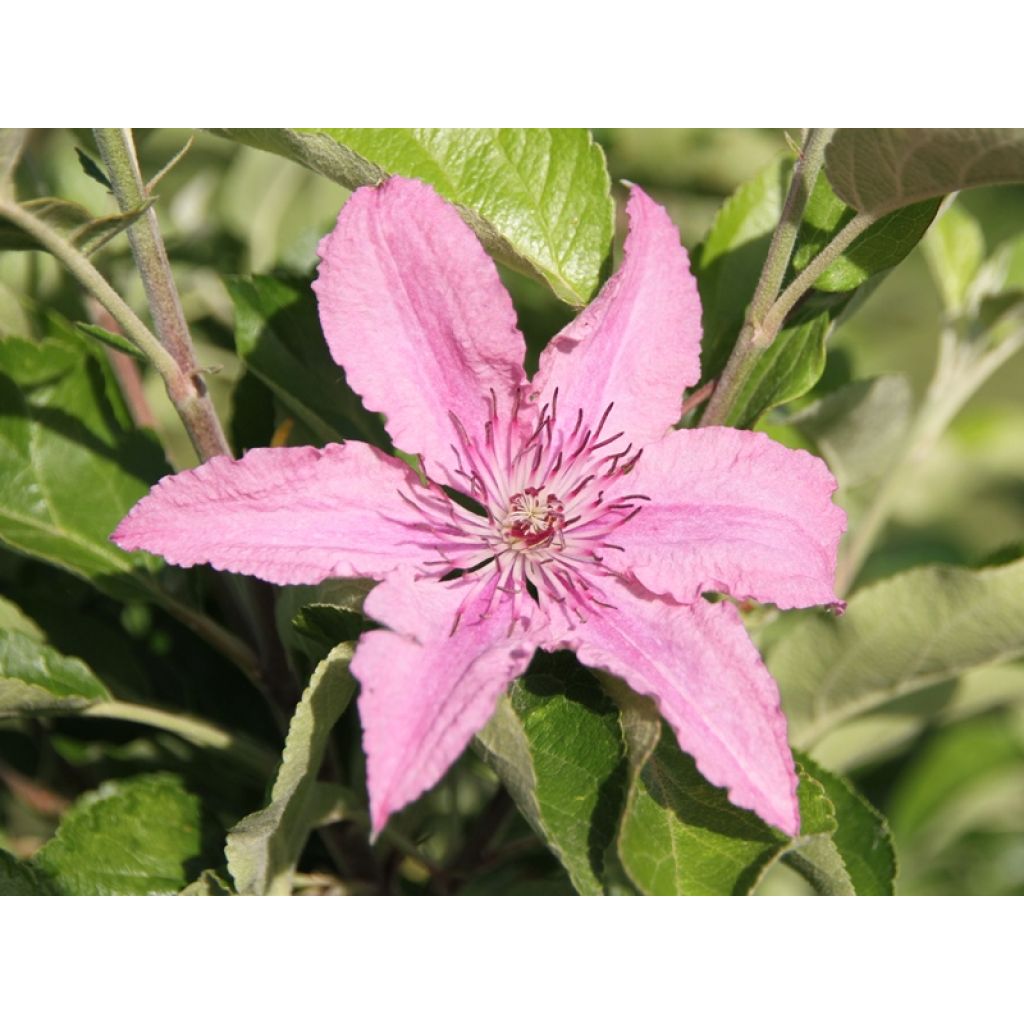 Clématite - Clematis Hagley hybride