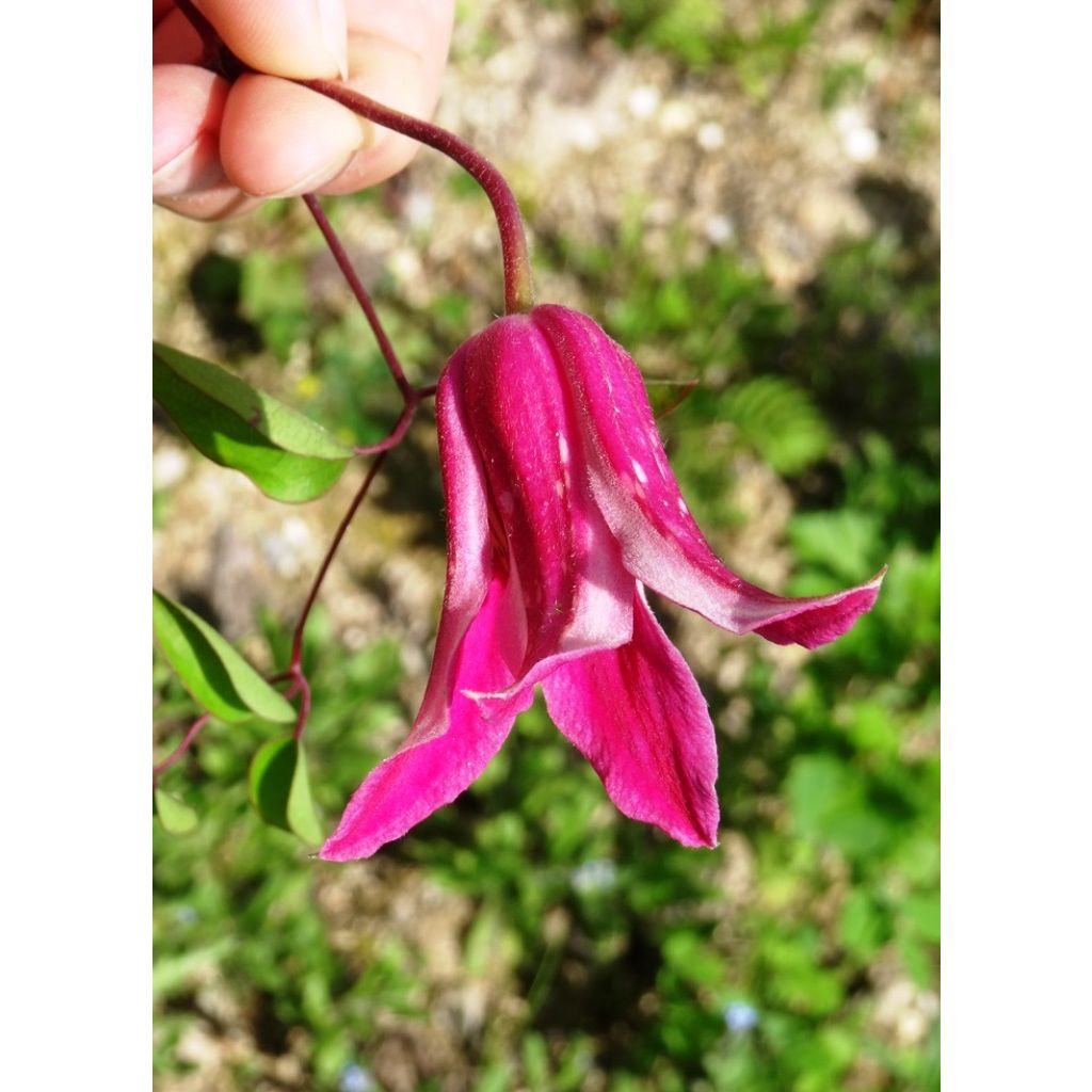 Clématite - Clematis texensis Princesse Diana