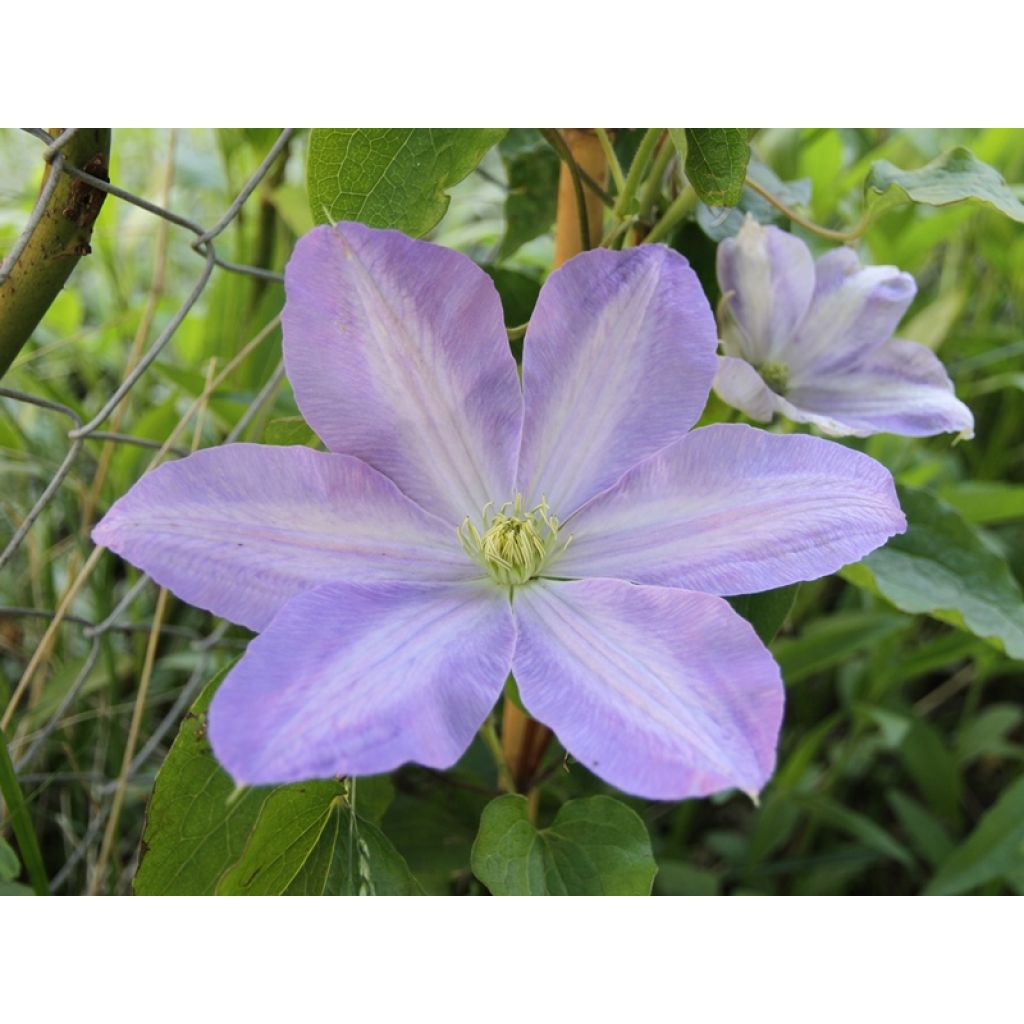 Clématite - Clematis SUCCESS Lavender