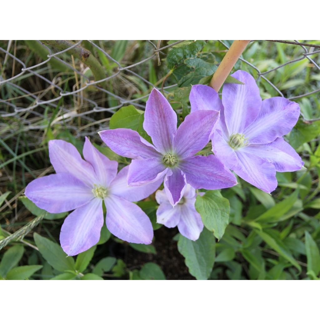 Clématite - Clematis SUCCESS Lavender