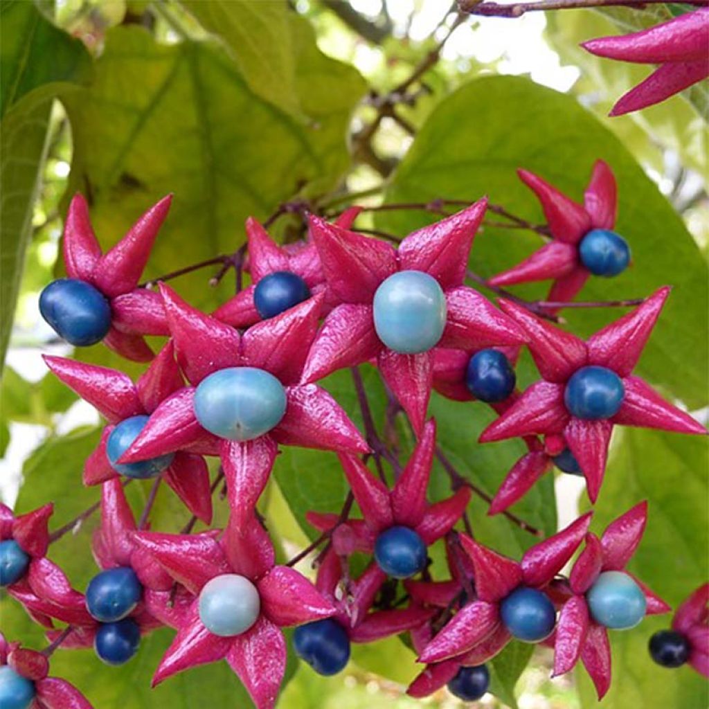 Arbre de la chance - Clerodendrum trichotomum, clérodendron