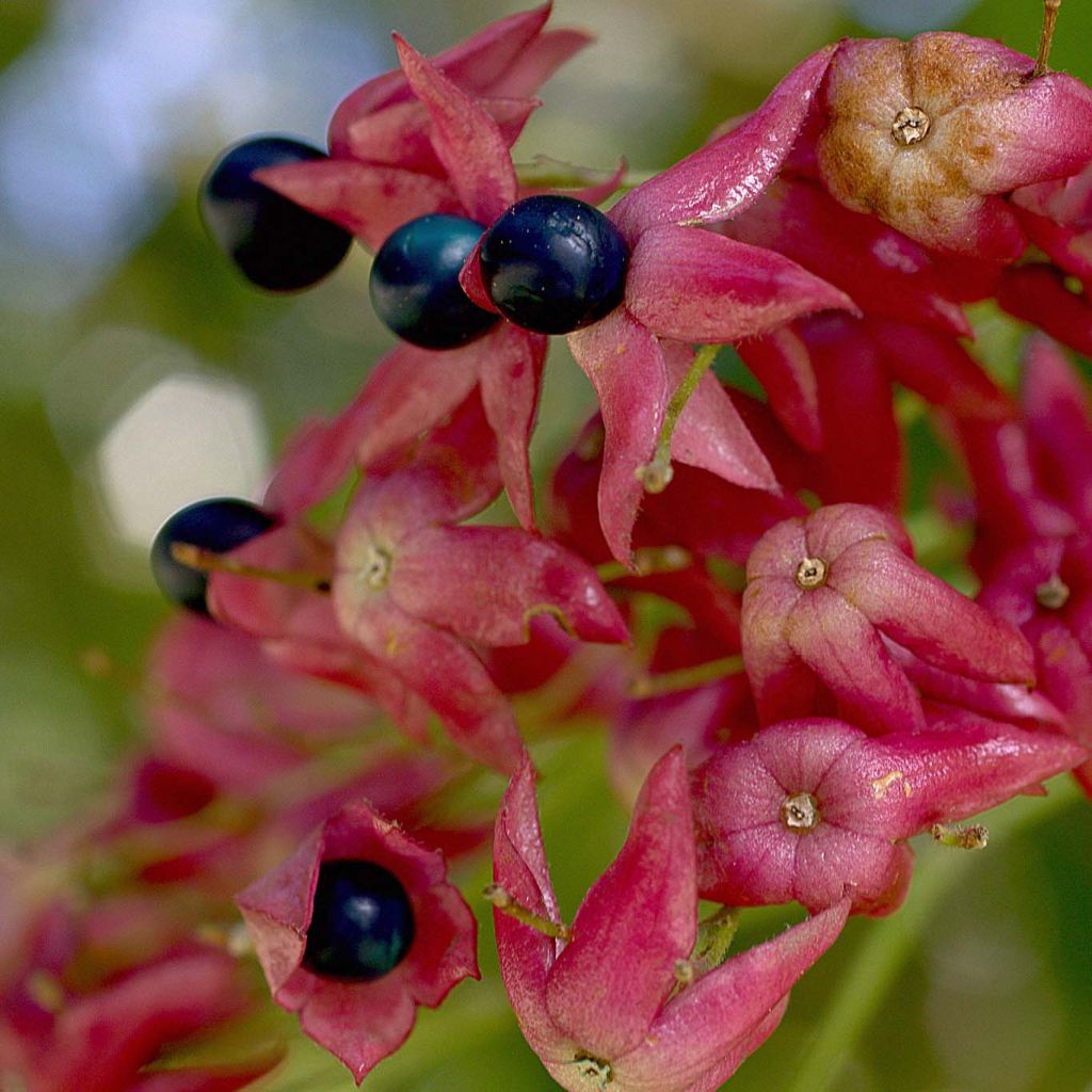 Arbre de la chance - Clerodendrum trichotomum, clérodendron