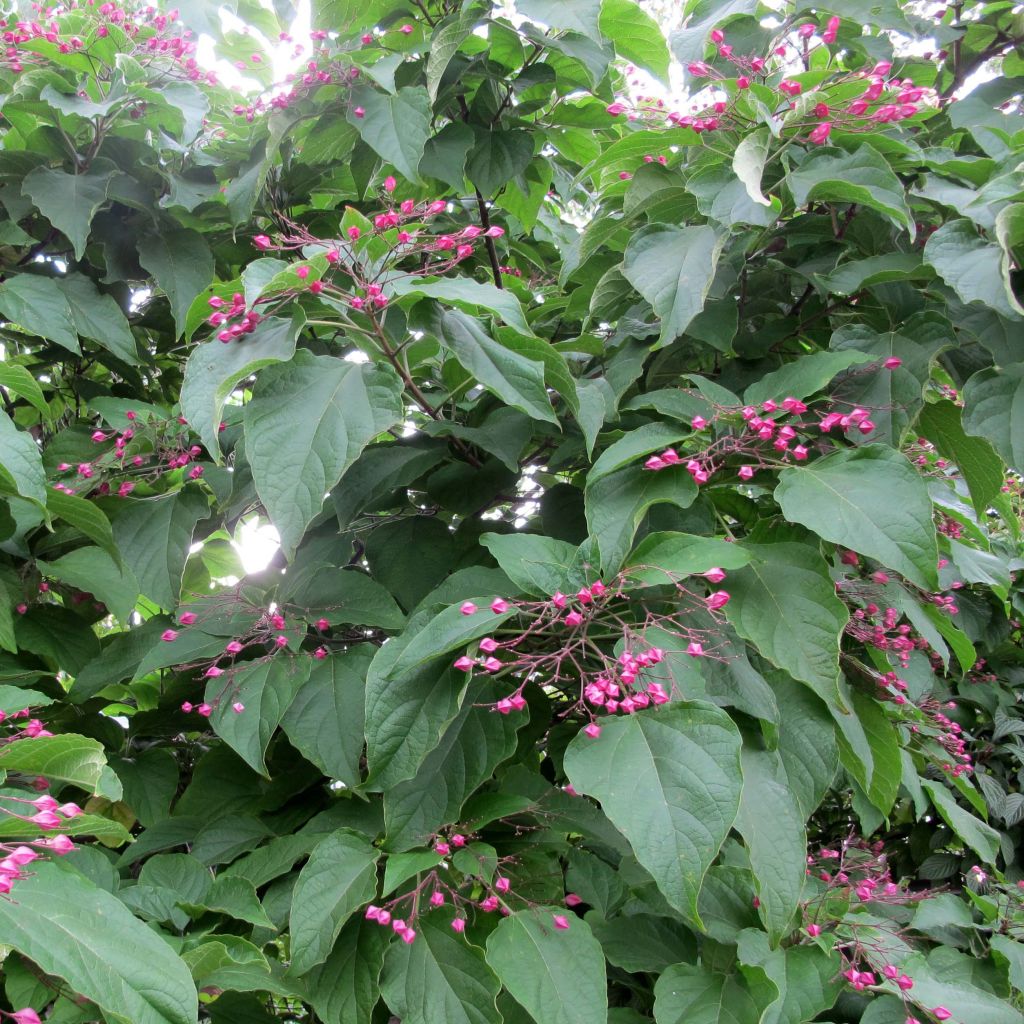 Arbre de la chance - Clerodendrum trichotomum, clérodendron