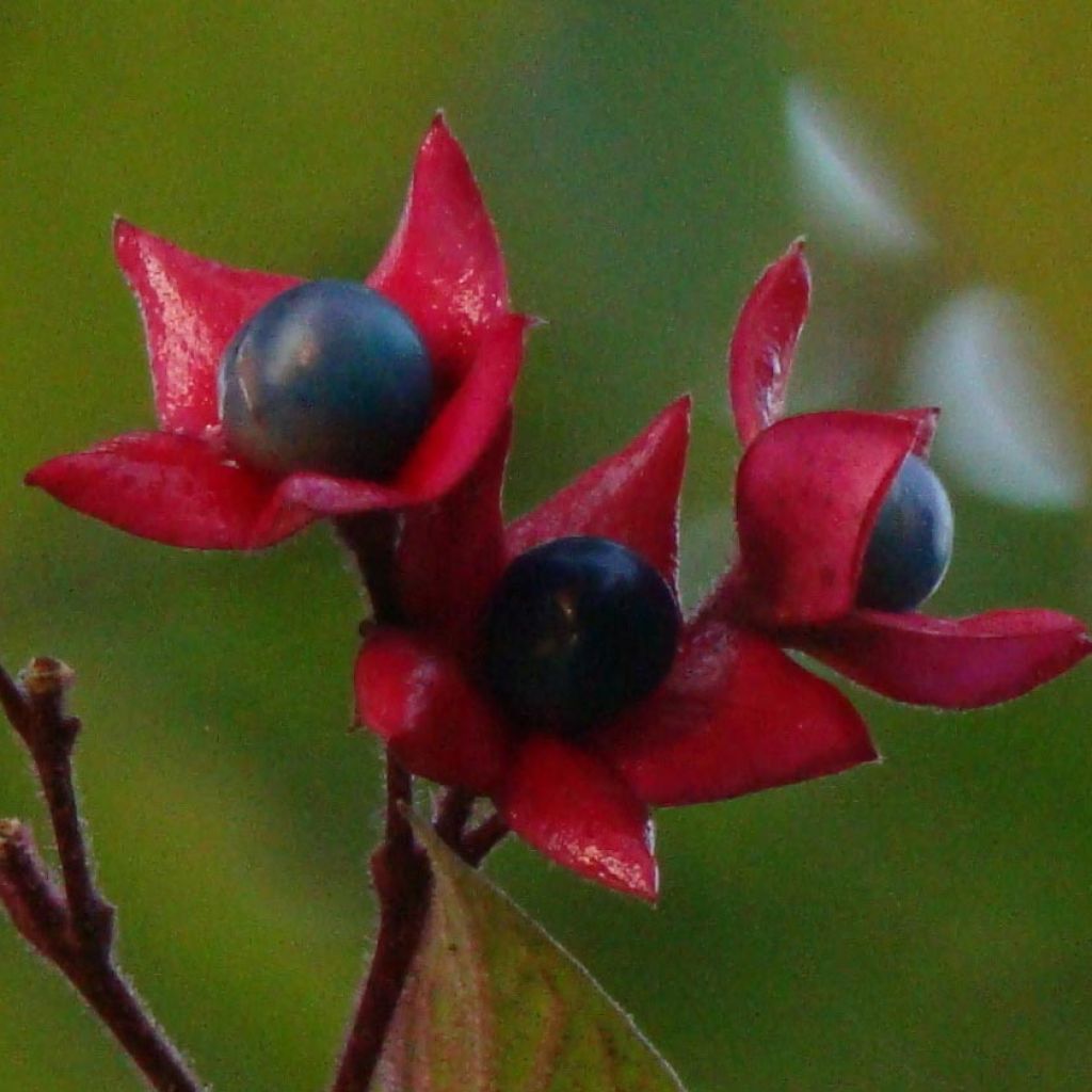 Arbre de la chance - Clerodendrum trichotomum, clérodendron