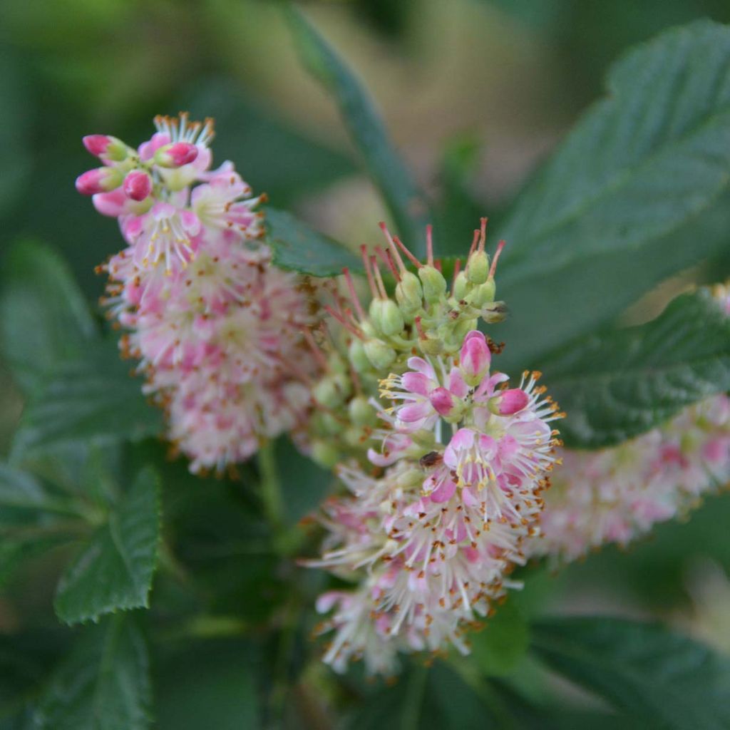 Clethra alnifolia Ruby Spice