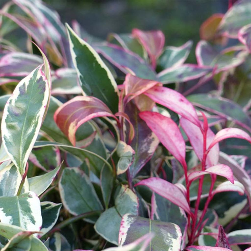 Cleyera japonica Variegata - Eurya ochnacea