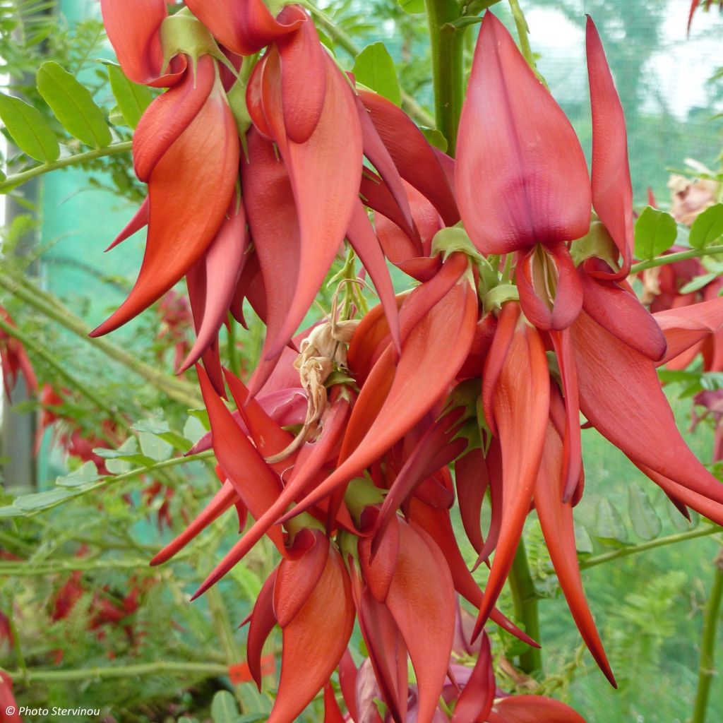 Clianthus puniceus Kaka King - Pince de Homard