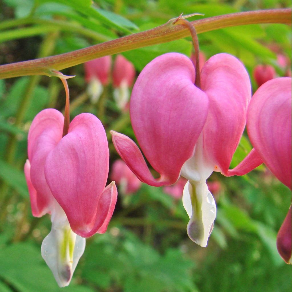 Coeur de Marie Rose - Dicentra spectabilis