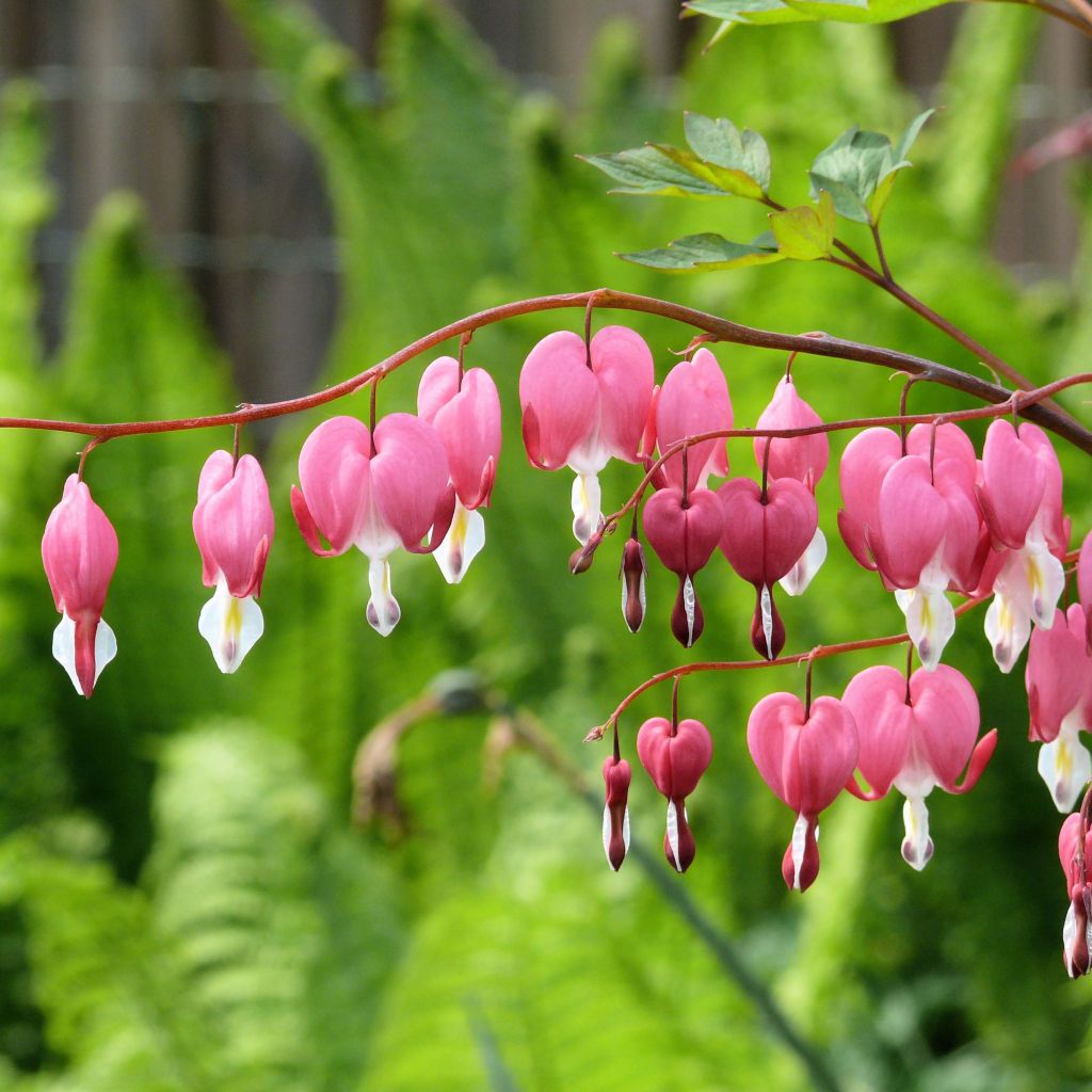 Coeur de Marie Rose - Dicentra spectabilis