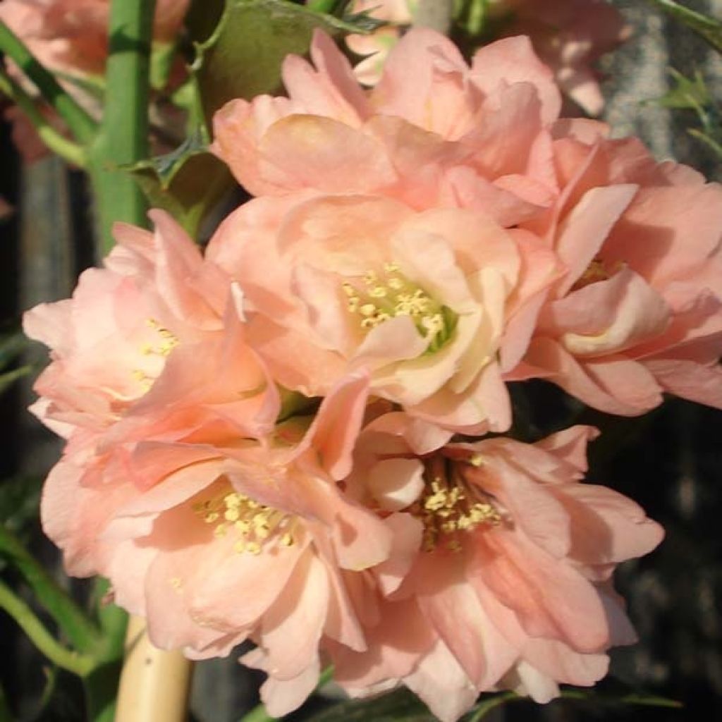 Cognassier du Japon Falconnet Charlet - Chaenomeles speciosa