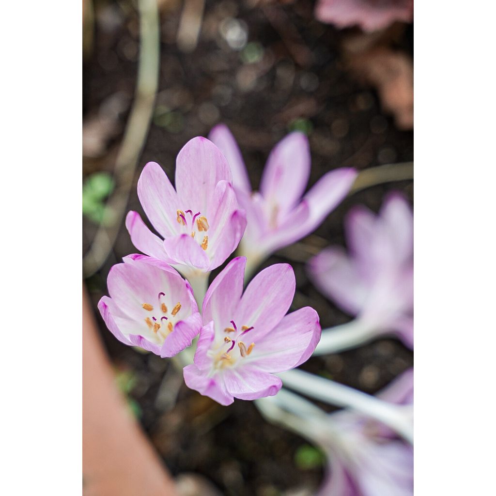 Colchique Hybride lilac wonder*