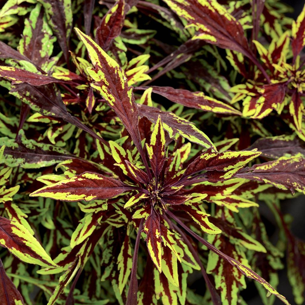 Coleus FlameThrower Chipotle 