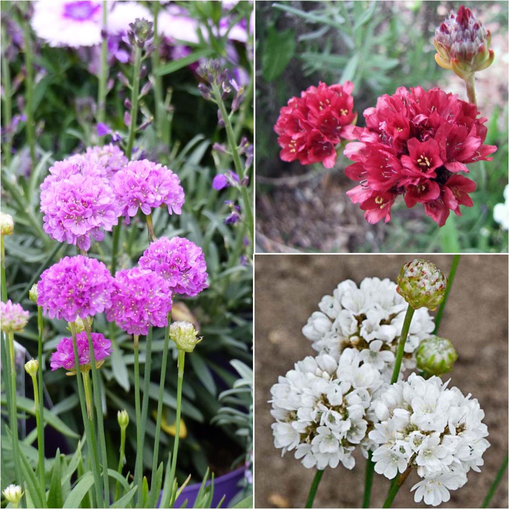 Collection 3 Armeria pseudarmeria Ballerina