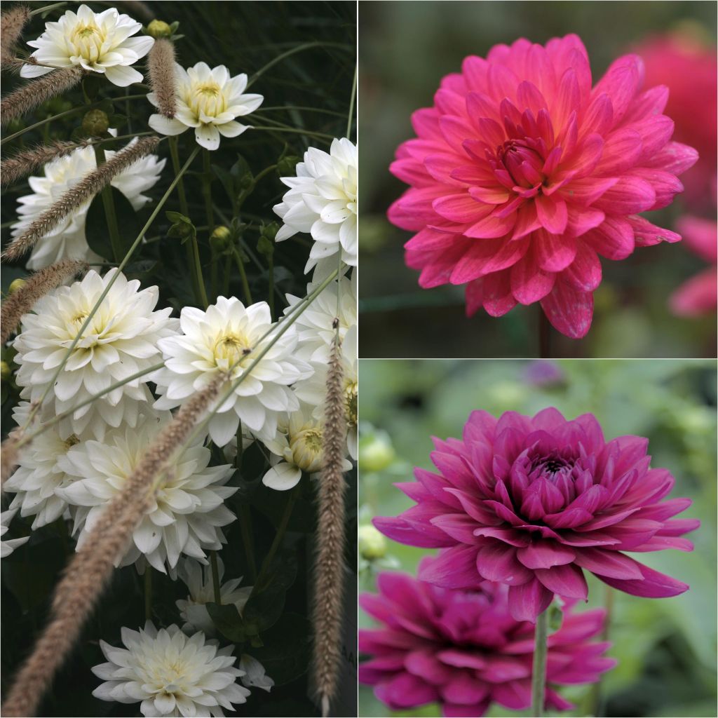 Collection 3 dahlias pour bouquets tons chauds