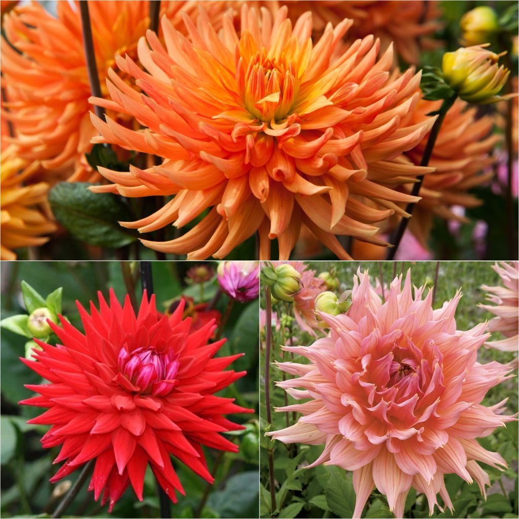 Collection 3 dahlias semi-cactus, tons chauds