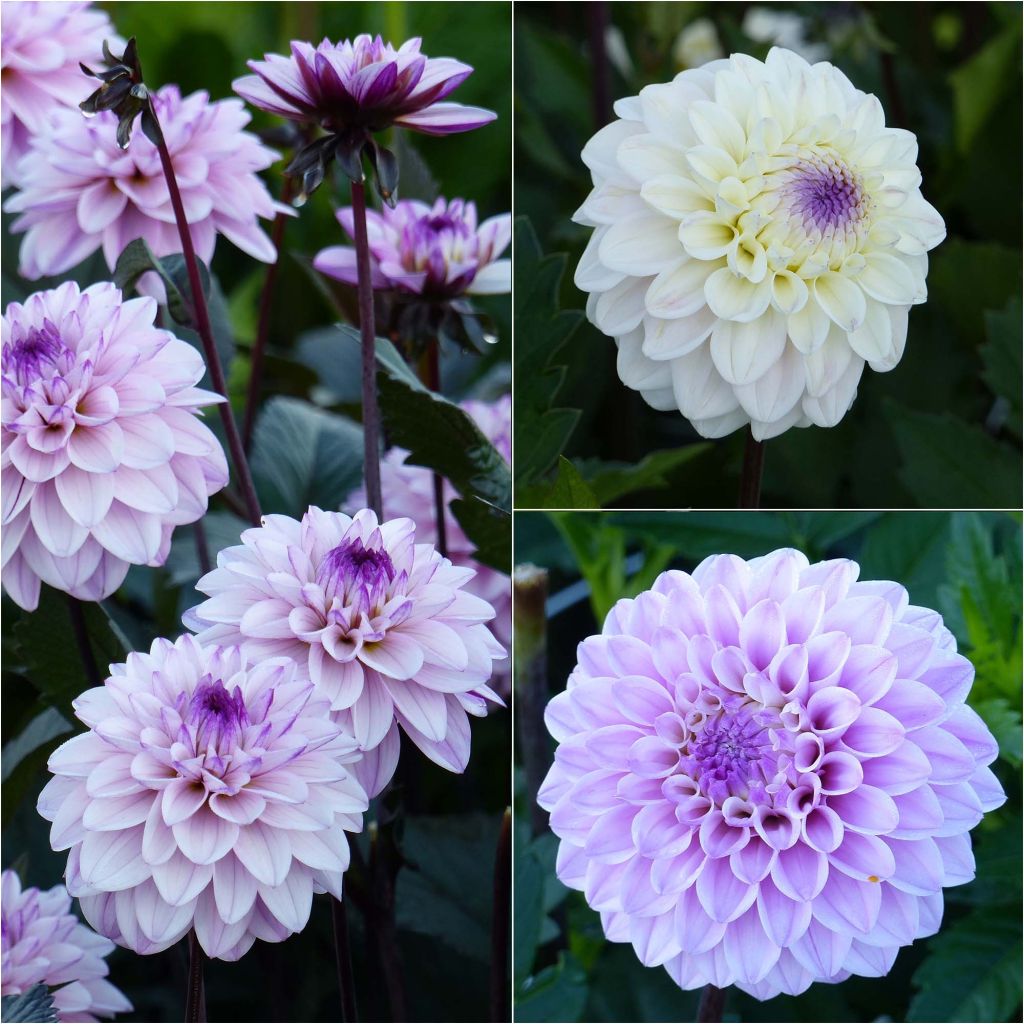 Collection 3 Dahlias Seniors